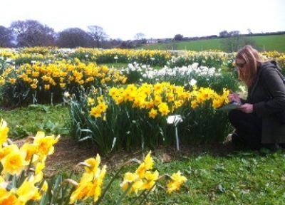 THE NATIONAL DAFFODIL COLLECTION